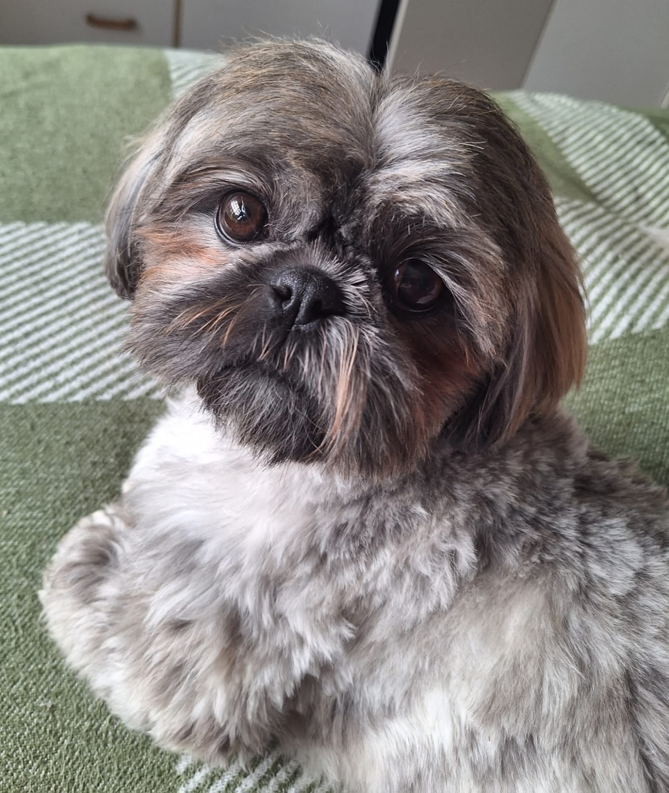 Chai the Shih Tzu